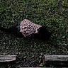 animal, black_cat, cat, clothing, cute, dark, dress, feline, grass, leopard_print, log, mammal, nature, outdoor, pattern, pet, shadow, small, walking, wood