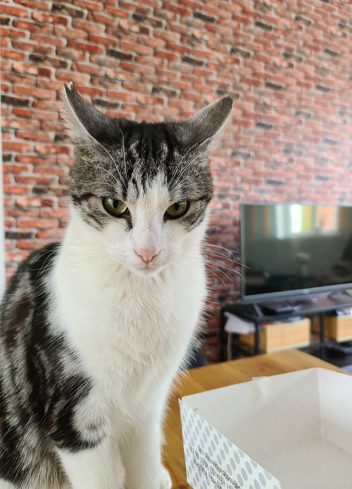 Ayo a rejoint le concours — aidez-le/la à gagner de superbes lots ! aegean_cat, american_shorthair, american_wirehair, asian, carnivore, cat, domestic_short_haired_cat, dragon_li, european_shorthair, felidae, kitten, mammal, polydactyl_cat, small_to_medium_sized_cats, snout, tabby_cat, whiskers, window