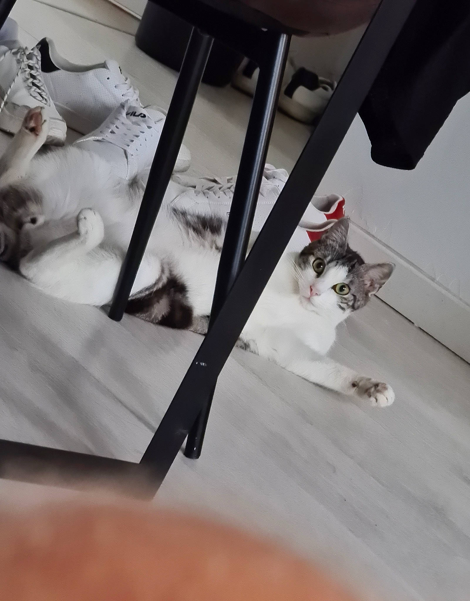 Ayo a rejoint le concours — aidez-le/la à gagner de superbes lots ! canidae, carnivore, cat, companion_dog, felidae, floor, flooring, kitten, leg, paw, small_to_medium_sized_cats, table, tail, whiskers