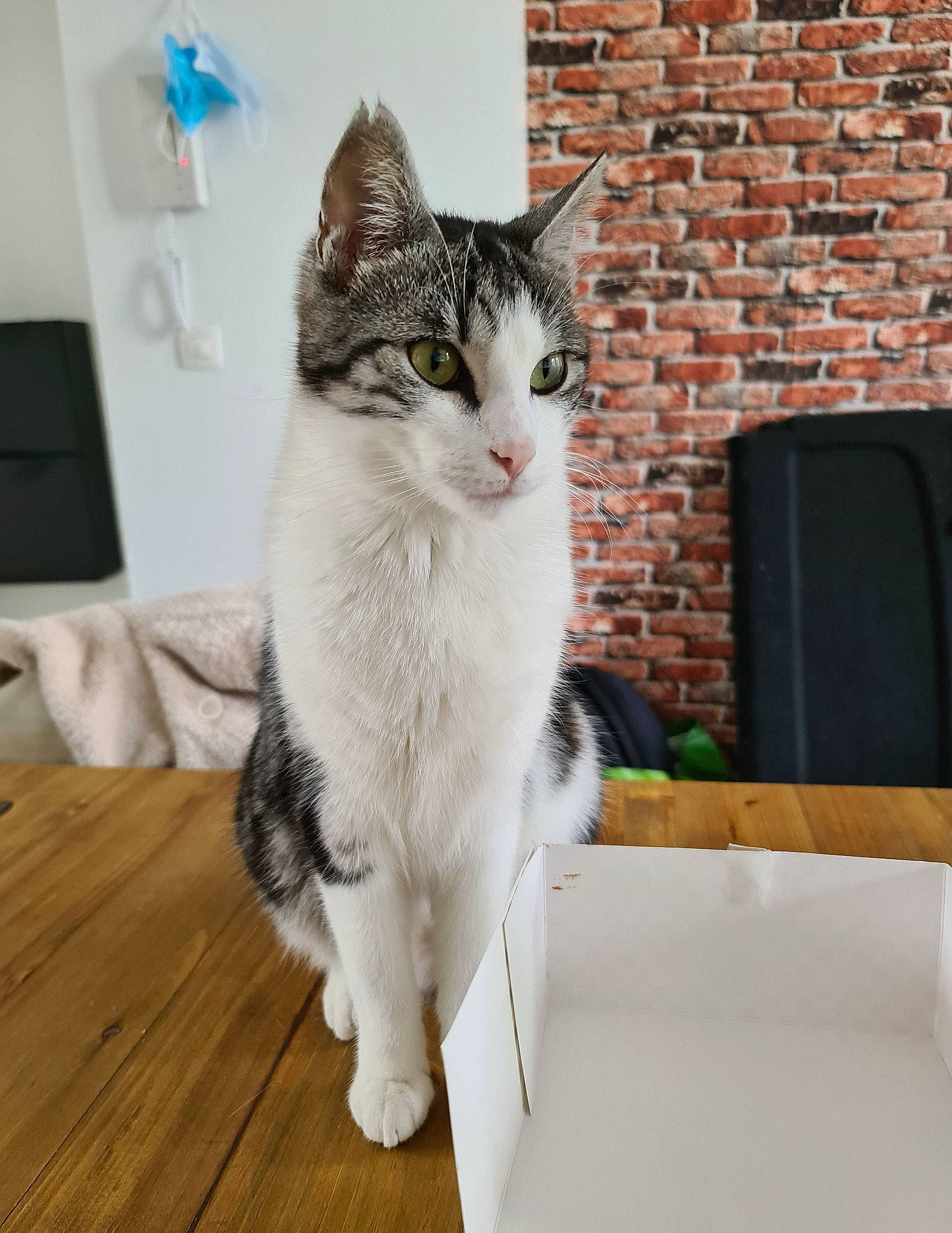 Ayo a rejoint le concours — aidez-le/la à gagner de superbes lots ! aegean_cat, american_wirehair, carnivore, cat, domestic_short_haired_cat, european_shorthair, felidae, fur, kitten, mammal, norwegian_forest_cat, polydactyl_cat, room, small_to_medium_sized_cats, tabby_cat, tail, whiskers