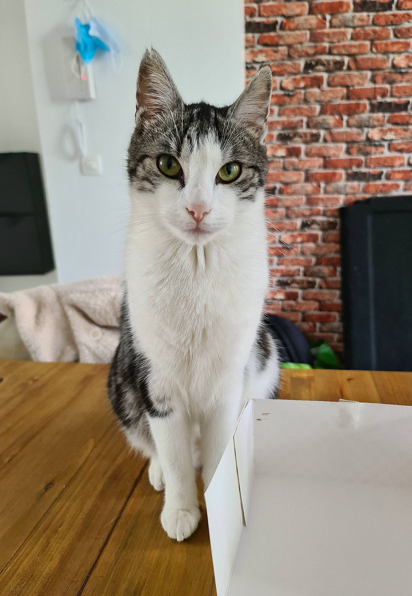 Ayo participe au concours pour gagner de l'argent avec cette photo : aegean_cat, american_curl, american_shorthair, american_wirehair, carnivore, cat, domestic_short_haired_cat, european_shorthair, eye, felidae, fur, kitten, mammal, norwegian_forest_cat, polydactyl_cat, small_to_medium_sized_cats, tabby_cat, turkish_angora, vertebrate, whiskers