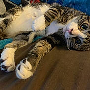 Grey is registered to the contest to win money with this photo: animal, blanket, cat, closeup, comfort, cozy, curious_eyes, cute, feline, fur, home, indoor, laying_down, mammal, paw, pet, relaxed, resting, tabby, whiskers