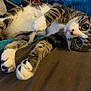 animal, blanket, cat, closeup, comfort, cozy, curious_eyes, cute, feline, fur, home, indoor, laying_down, mammal, paw, pet, relaxed, resting, tabby, whiskers