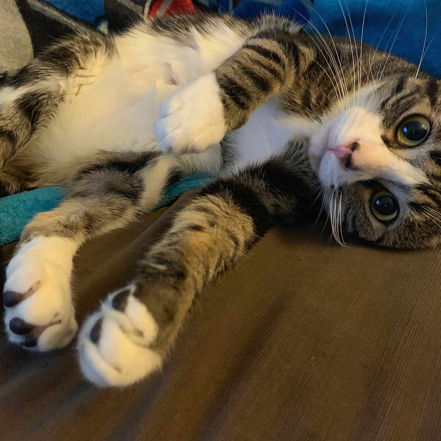 Grey is registered to the contest to win money with this photo: animal, blanket, cat, closeup, comfort, cozy, curious_eyes, cute, feline, fur, home, indoor, laying_down, mammal, paw, pet, relaxed, resting, tabby, whiskers