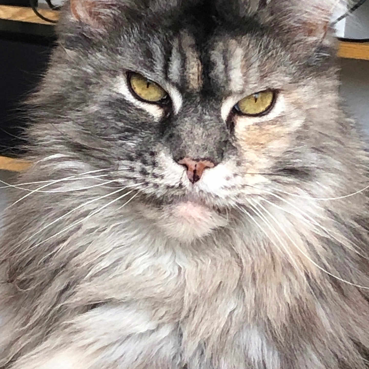 Jivara participe au concours pour gagner de l'argent avec cette photo : animal, cat, close_up, domestic_cat, ears, expression, face, feline, fluffy, fur, indoor, long_hair, looking_at_camera, majestic, muzzle, nose, pet, portrait, whiskers, yellow_eyes