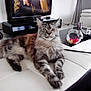 Jivara a rejoint le concours — aidez-le/la à gagner de superbes lots ! cat, fluffy, living_room, ottoman, television, candy_jar, coffee_table, furniture, indoor, relaxed, pet, striped, long_hair, domestic_cat, decor, modern, white, black, gray, cozy