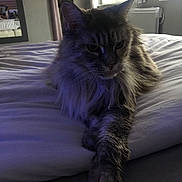 Jivara a rejoint le concours — aidez-le/la à gagner de superbes lots ! cat, feline, bed, indoor, fluffy, paw, mirror, window, relaxed, resting, fur, pet, animal, cozy, soft_light, room, carpet, comfort, domestic, sleepy