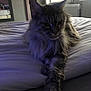 cat, feline, bed, indoor, fluffy, paw, mirror, window, relaxed, resting, fur, pet, animal, cozy, soft_light, room, carpet, comfort, domestic, sleepy