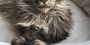 Jivara a rejoint le concours — aidez-le/la à gagner de superbes lots ! cat, fluffy, long_hair, paw, relaxed, cushion, white_background, pet, feline, close_up, indoor, resting, animal, whiskers, ears, face, fur, cute, domestic_cat, laying_down