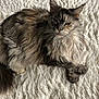 Jivara a rejoint le concours — aidez-le/la à gagner de superbes lots ! cat, fluffy, long_hair, pet, animal, feline, resting, indoor, white_rug, texture, relaxed, paw, ears, whiskers, fur, laying, cute, mammal, closeup, domestic_cat