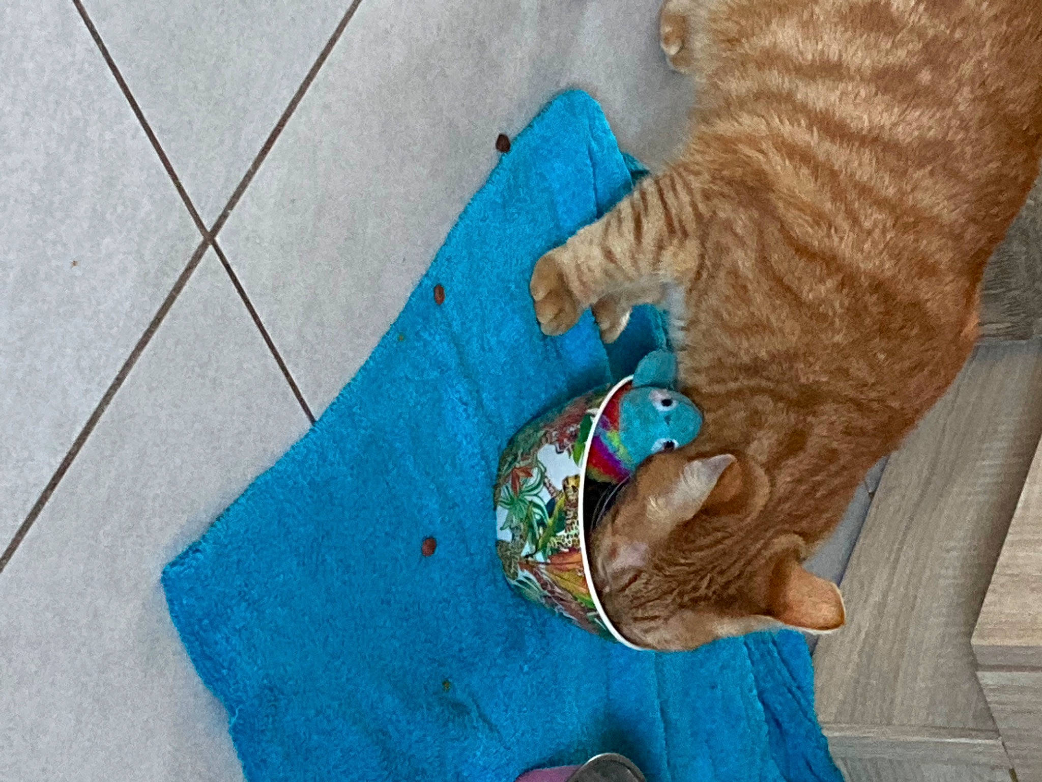 Darwin participe au concours pour gagner de l'argent avec cette photo : azure, blue, carnivore, cat, electric_blue, fawn, felidae, fur, hand, hat, headgear, human_leg, leg, linens, pattern, small_to_medium_sized_cats, tail, textile, whiskers, wood