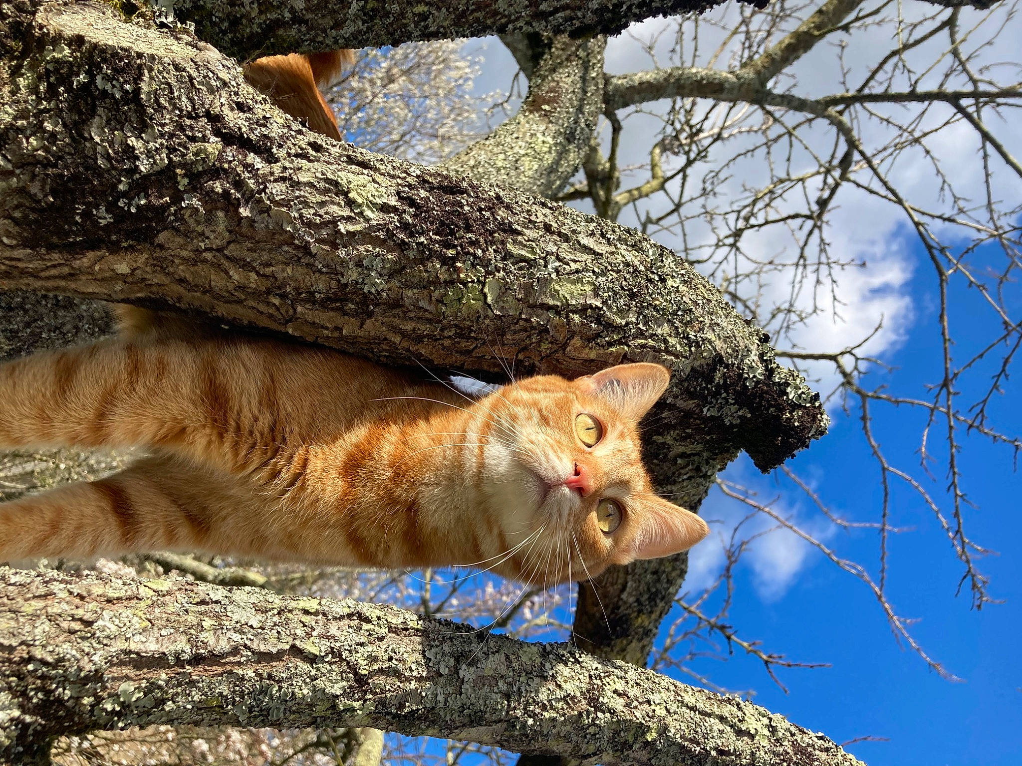 Darwin participe au concours pour gagner de l'argent avec cette photo : big_cats, branch, carnivore, cat, cloud, eye, fawn, felidae, plant, sky, small_to_medium_sized_cats, snout, tail, terrestrial_animal, tree, trunk, twig, whiskers, wood, woody_plant