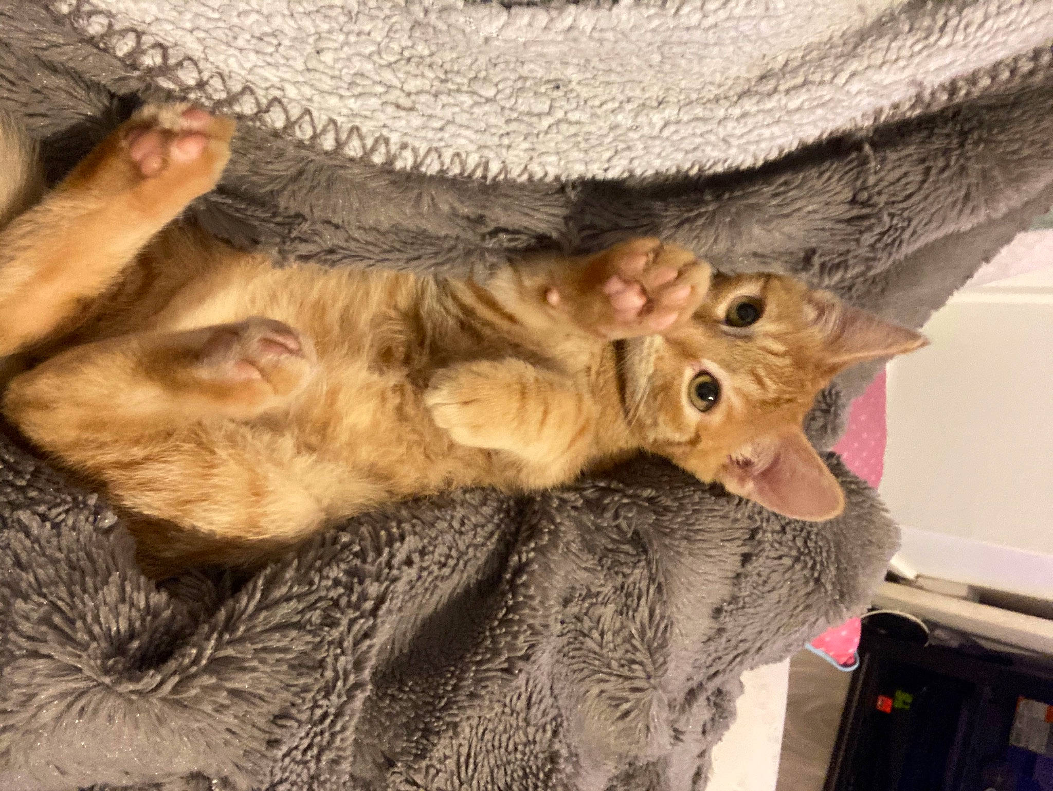 Darwin participe au concours pour gagner de l'argent avec cette photo : canidae, carnivore, cat, claw, comfort, costume_hat, domestic_short_haired_cat, fawn, felidae, fur, gesture, hat, mammal, small_to_medium_sized_cats, snout, sporting_group, sun_hat, tail, vertebrate, whiskers