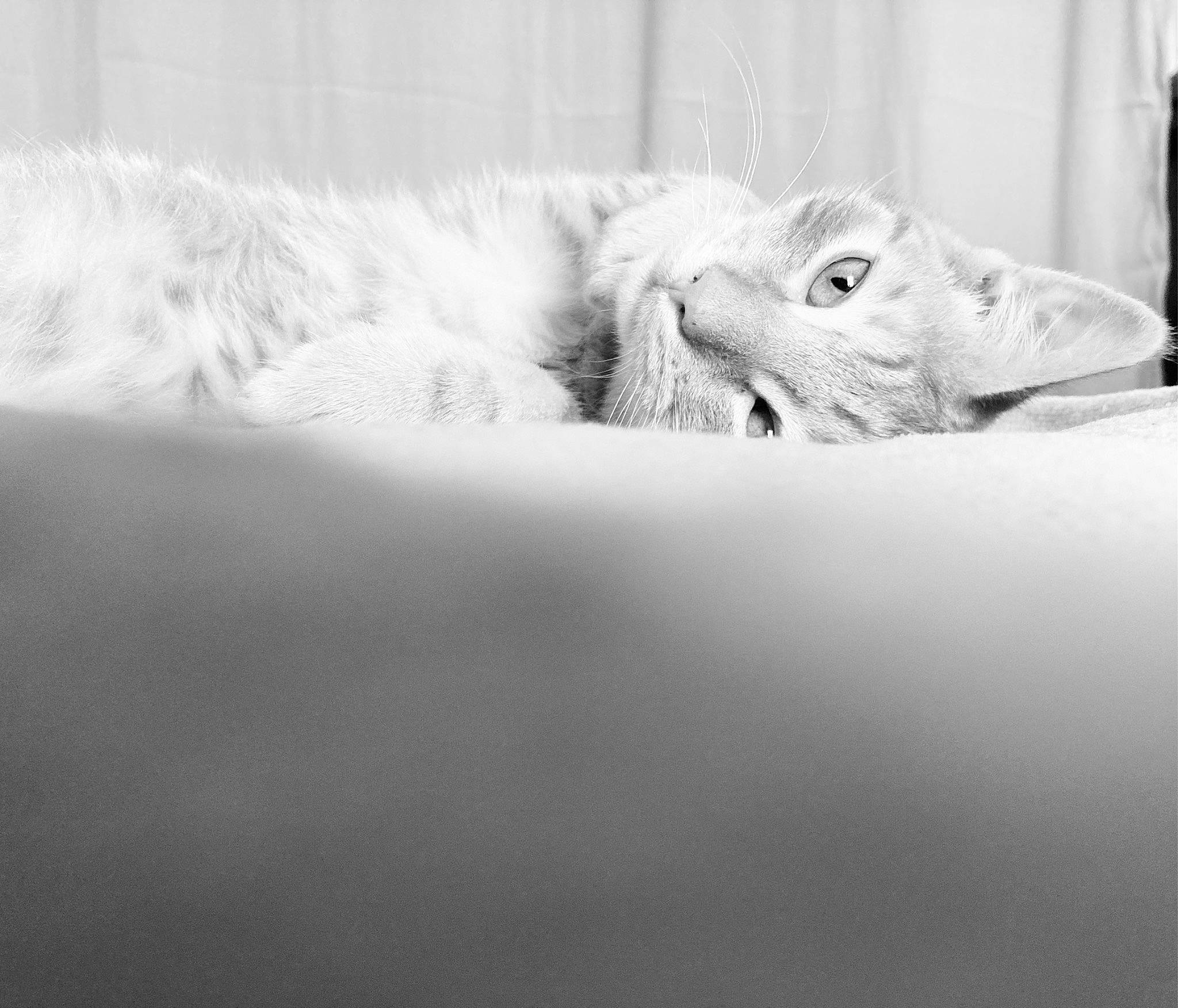 Darwin a rejoint le concours — aidez-le/la à gagner de superbes lots ! carnivore, cat, claw, cloud, comfort, domestic_short_haired_cat, felidae, freezing, fur, grey, macro_photography, monochrome, monochrome_photography, nap, paw, sand, small_to_medium_sized_cats, snout, whiskers, wildlife