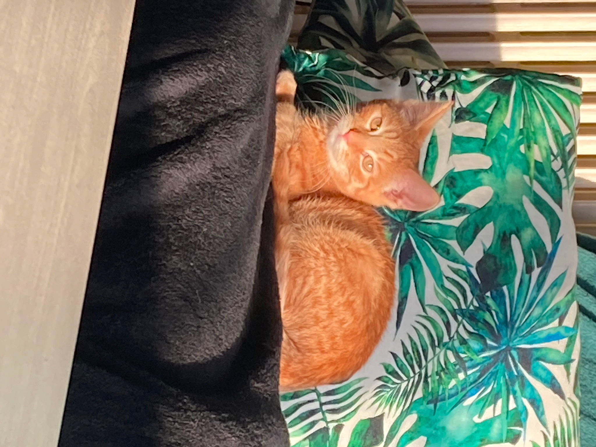 Darwin participe au concours pour gagner de l'argent avec cette photo : doll, fawn, felidae, fur, grass, hat, human_leg, linens, pattern, room, sitting, sleeve, tail, thread, whiskers, wood, wool