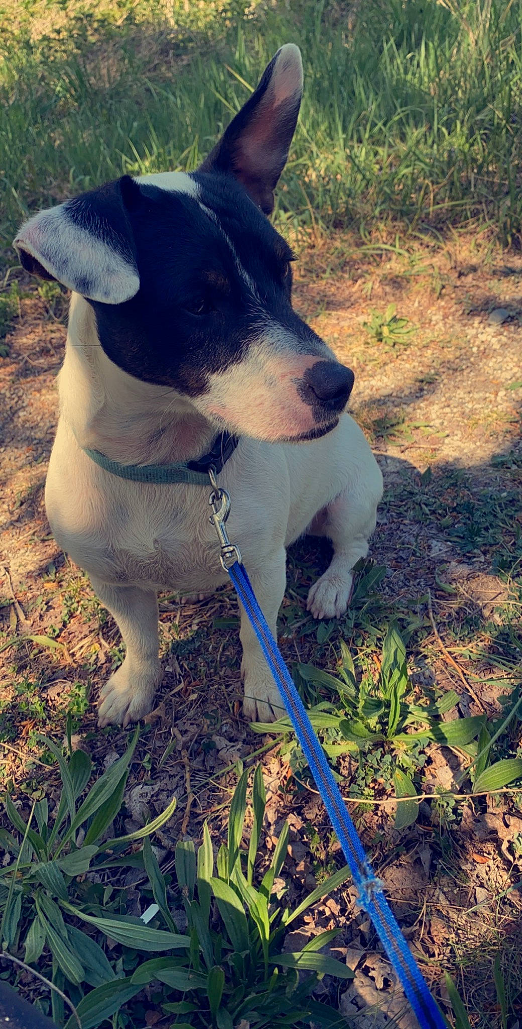 Snow participe au concours pour gagner de l'argent avec cette photo : canidae, carnivore, dog, dog_breed, feist, hunting_dog, mammal, rare_breed_dog, rat_terrier, ratonero_bodeguero_andaluz, smooth_fox_terrier, sporting_group, teddy_roosevelt_terrier, tenterfield_terrier, terrier, treeing_feist, vertebrate