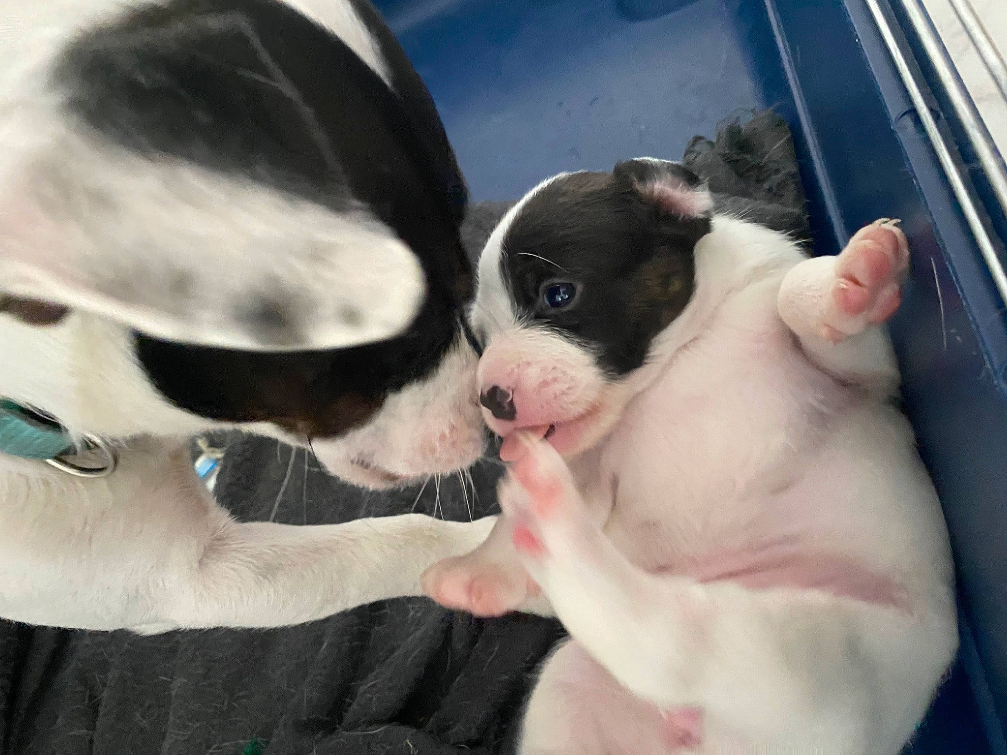 Snow participe au concours pour gagner de l'argent avec cette photo : boston_terrier, canidae, carnivore, chilean_fox_terrier, dog, dog_breed, fawn, feist, mammal, non_sporting_group, nose, pit_bull, puppy, puppy_love, snout, sporting_group, valley_bulldog, vertebrate