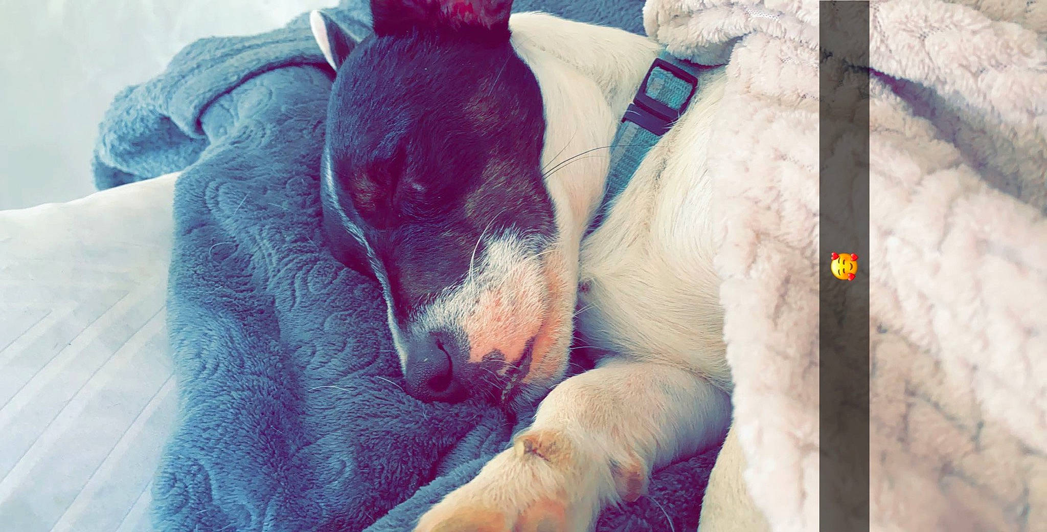 Snow a rejoint le concours — aidez-le/la à gagner de superbes lots ! canidae, carnivore, dog, dog_breed, nap, nose, sleep, snout, sporting_group