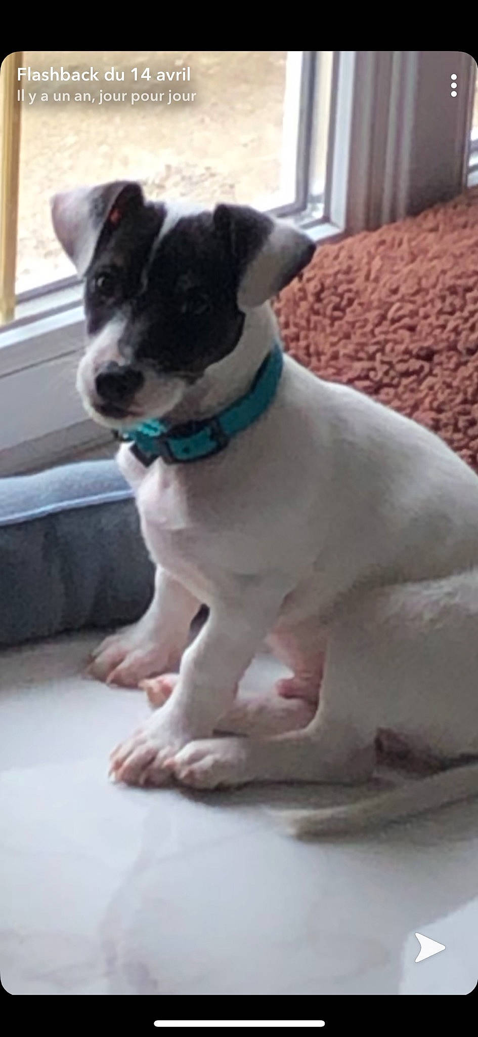 Snow participe au concours pour gagner de l'argent avec cette photo : canidae, carnivore, chilean_fox_terrier, companion_dog, dog, dog_breed, feist, fox_terrier, jack_russell_terrier, japanese_terrier, mammal, puppy, rare_breed_dog, rat_terrier, ratonero_bodeguero_andaluz, russell_terrier, smooth_fox_terrier, snout, sporting_group, vertebrate