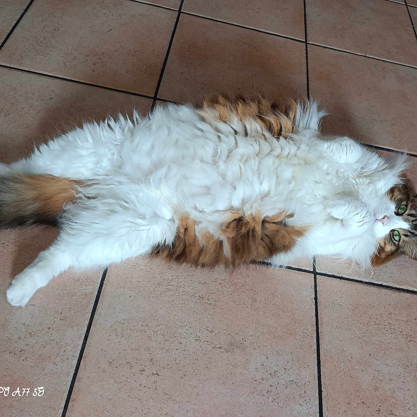 Moka participe au concours pour gagner de l'argent avec cette photo : abyssinian, accessories, angora, animal, cat, flagstone, hardwood, kitten, leash, manx, path, pattern, pet, siamese, slate, strap, tile, walkway, wood