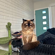 Neji joined the competition — help win amazing prizes! cat, himalayan_cat, indoor, furniture, couch, tail, fluffy, pet, animal, domestic_cat, house, door, window, blurred_background, cat_tree, mammal, whiskers, fur, sitting, looking