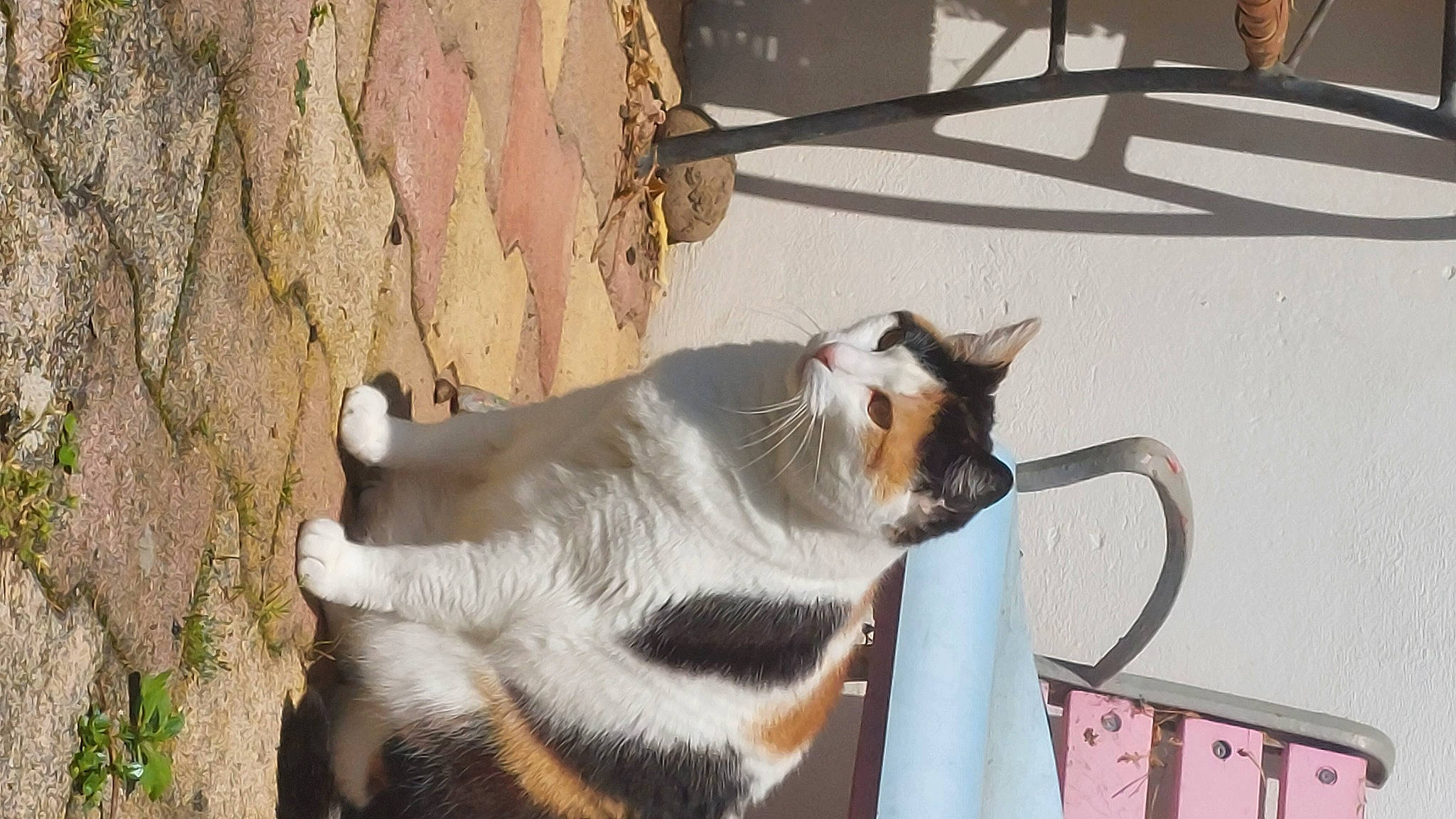 Chamalo participe au concours pour gagner de l'argent avec cette photo : canidae, carnivore, cat, collar, dairy, dog_breed, domestic_short_haired_cat, fawn, felidae, fur, goat, goat_antelope, goats, pet_supply, small_to_medium_sized_cats, snout, tail, terrestrial_animal, whiskers, wood