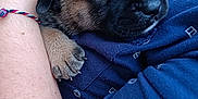 Oslow a rejoint le concours — aidez-le/la à gagner de superbes lots ! arm, blue_shirt, casual_clothing, close_up, comfort, cute, dog, fur, hand, holding, human, outdoor, paw, peaceful, pet, puppy, resting, sleeping, snuggling, young_dog