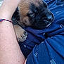 Oslow a rejoint le concours — aidez-le/la à gagner de superbes lots ! puppy, sleeping, dog, hand, arm, blue_shirt, close_up, cute, pet, resting, snuggling, fur, paw, human, comfort, outdoor, casual_clothing, peaceful, young_dog, holding