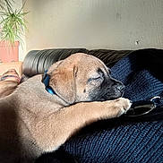 Oslow a rejoint le concours — aidez-le/la à gagner de superbes lots ! puppy, dog, sleeping, collar, paw, sunglasses, blanket, knitted, couch, leather, plant, indoor, relaxing, cozy, brown_fur, closeup, resting, furniture, pet, companion