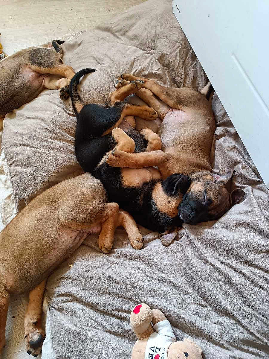 Oslow a rejoint le concours — aidez-le/la à gagner de superbes lots ! puppy, dog, sleeping, cute, cozy, blanket, indoor, pet, animal, fur, snuggle, playful, resting, brown, black, soft, bed, young, adorable, toy