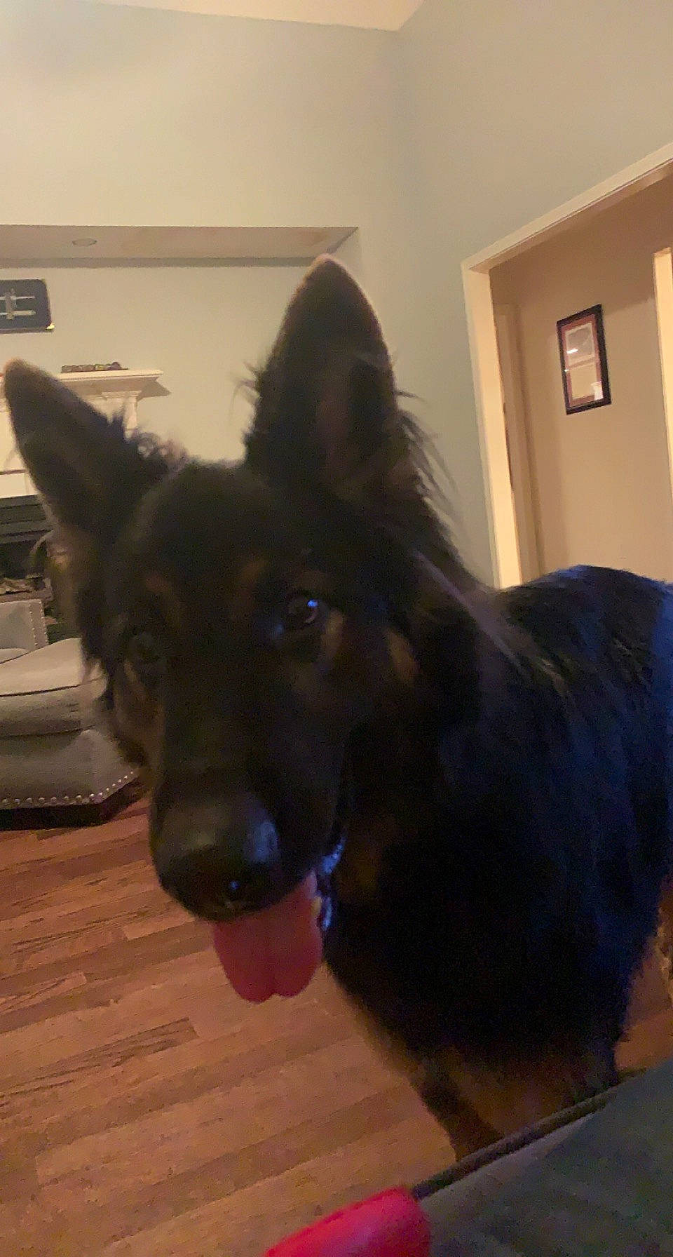 Falcon is registered to the contest to win money with this photo: canidae, carnivore, companion_dog, dog, dog_breed, ear, east_european_shepherd, fawn, flooring, fur, german_shepherd_dog, hardwood, herding_dog, jaw, liver, snout, sporting_group, whiskers, wood, working_animal