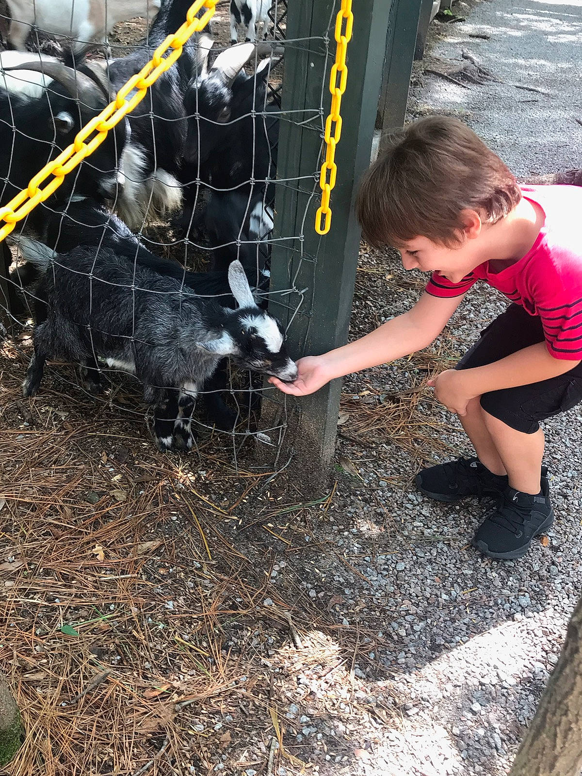 Wyatt is registered to the contest to win money with this photo: asphalt, auto_part, automotive_exterior, automotive_tire, automotive_wheel_system, bumper, fun, grass, leisure, motor_vehicle, person, plant, recreation, road_surface, shorts, soil, t_shirt, tire, toddler, vehicle_door