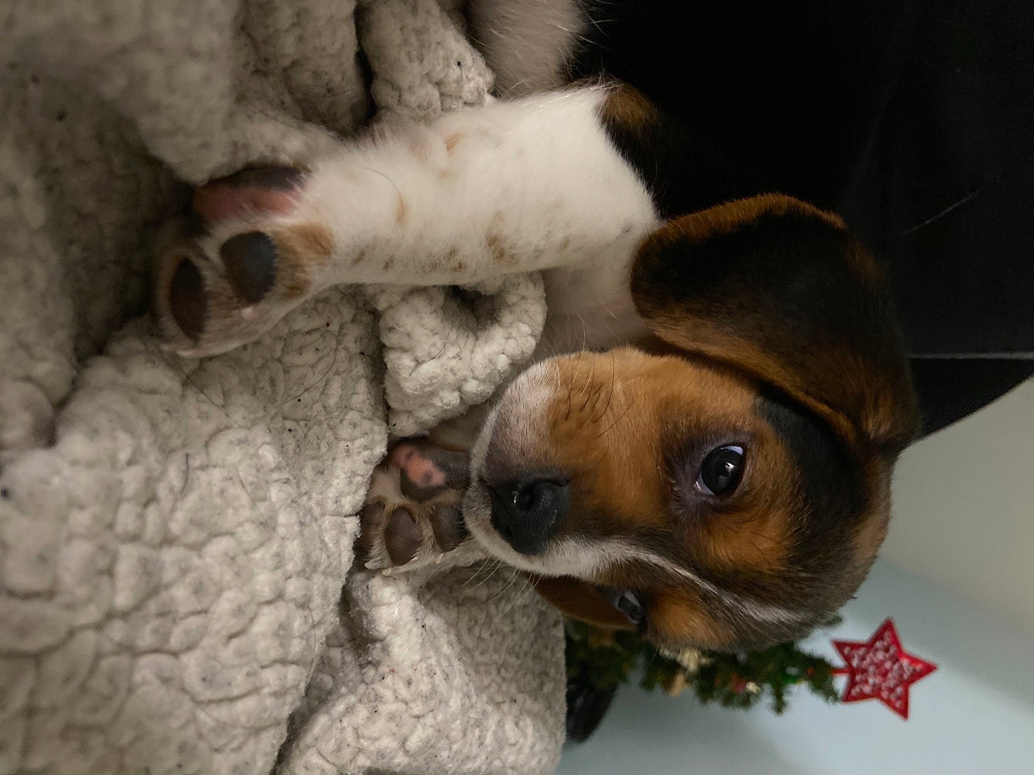 Bowie joined the competition — help win amazing prizes! canidae, carnivore, companion_dog, dog, dog_breed, fawn, liver, paw, puppy, snout, terrestrial_animal, toy_dog, vertebrate, working_animal, working_dog