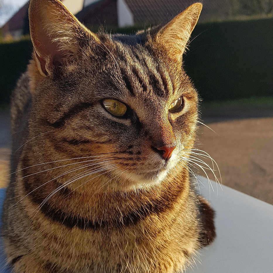 Tigrou participe au concours pour gagner de l'argent avec cette photo : animal, antenna, cat, closeup, daytime, ears, face, fur, house, nature, outdoor, pet, relaxing, roof, shadow, sky, sunlight, tabby, tree, whiskers