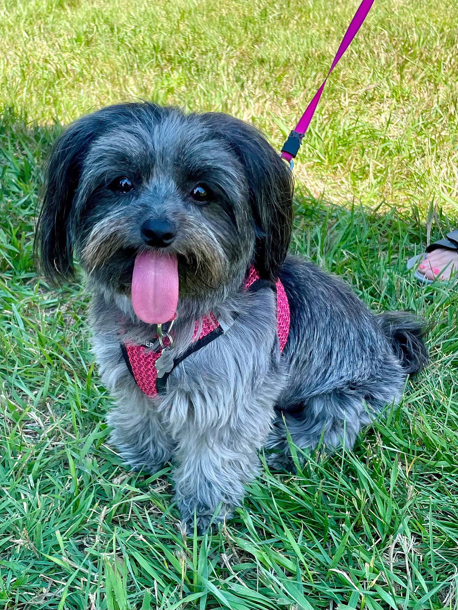 Maisy is registered to the contest to win money with this photo: canidae, carnivore, collar, companion_dog, dog, dog_breed, dog_collar, dog_supply, fur, grass, leash, liver, small_terrier, snout, sporting_group, terrier, toy_dog, water_dog, working_animal, yorkipoo