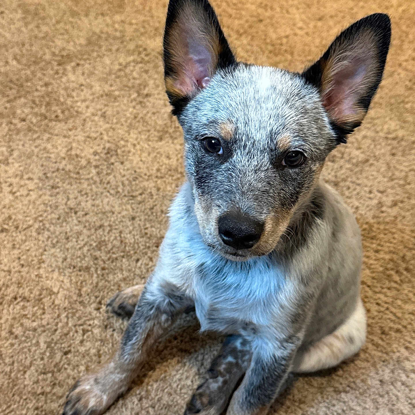 Bandit joined the competition — help win amazing prizes! alert, animal, attention, black, blue_heeler, brown, canine, carpet, cute, dog, domestic_animal, ears, fur, indoor, pet, portrait, puppy, sitting, white, young