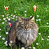 cat, long_hair, green_grass, daisies, tulips, flowers, outdoor, nature, animal, pet, fur, eyes, whiskers, sitting, meadow, spring, flora, wildlife, plant, portrait