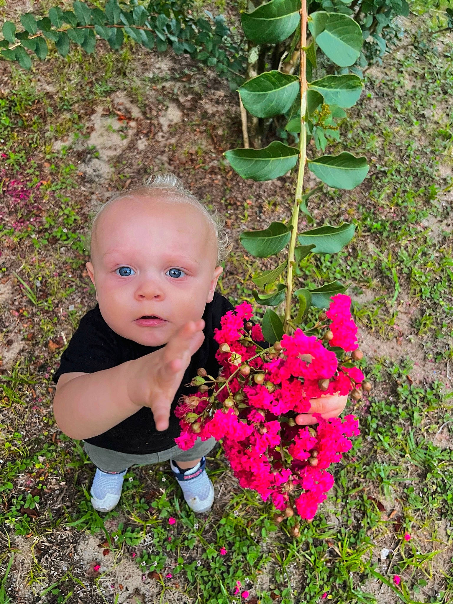Lawson is registered to the contest to win money with this photo: annual_plant, baby, baby_toddler_clothing, flower, flowering_plant, garden, gardening, grass, groundcover, happy, magenta, people_in_nature, person, petal, pink, plant, rose_family, shrub, smile, terrestrial_plant