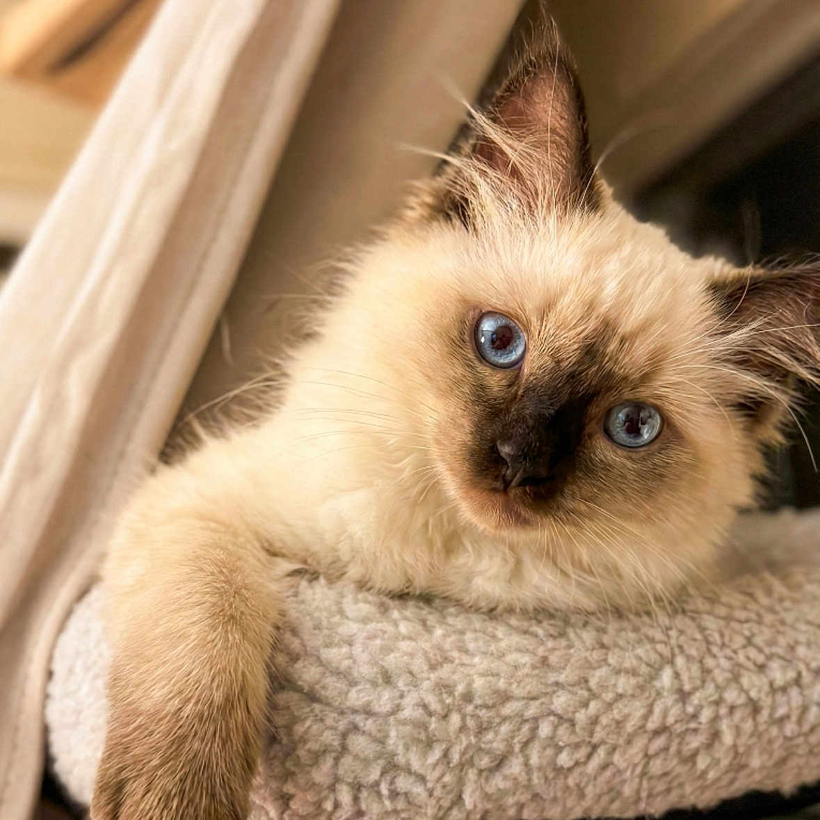 Luna joined the competition — help win amazing prizes! animal, blue_eyes, cat, close_up, cozy, curious, cute, ears, face, fluffy, fur, indoor, mammal, paw, pet, relaxed, resting, soft, texture, whiskers