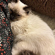 Luna joined the competition — help win amazing prizes! cat, fluffy, cream_color, dark_ears, dark_tail, resting, cozy, indoor, close_up, feline, fur, cushion, fabric, patterned, relaxed, sleepy, pet, domestic_animal, comfort, cute