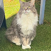 Pitchoun a rejoint le concours — aidez-le/la à gagner de superbes lots ! animal, cat, chair, domestic, ears, feline, fluffy, fur, garden, grass, gray, nature, outdoor, paw, pet, shadow, sitting, sunlight, whiskers, white