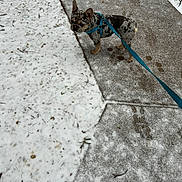 Dusse is registered to the contest to win money with this photo: animal, blue_leash, canine, cold_weather, concrete, curious, dog, french_bulldog, harness, leash, marbled_coat, outdoor, pavement, pet, sidewalk, small_dog, snow, snowy, walking, winter