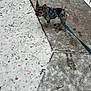 animal, blue_leash, canine, cold_weather, concrete, curious, dog, french_bulldog, harness, leash, marbled_coat, outdoor, pavement, pet, sidewalk, small_dog, snow, snowy, walking, winter