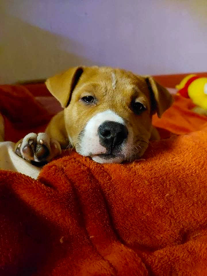 Akira participe au concours pour gagner de l'argent avec cette photo : carnivore, comfort, companion_dog, dog, dog_breed, fawn, flooring, fur, hound, hunting_dog, paw, scent_hound, snout, sporting_group, street_dog, terrestrial_animal, whiskers, wood, working_animal, working_dog