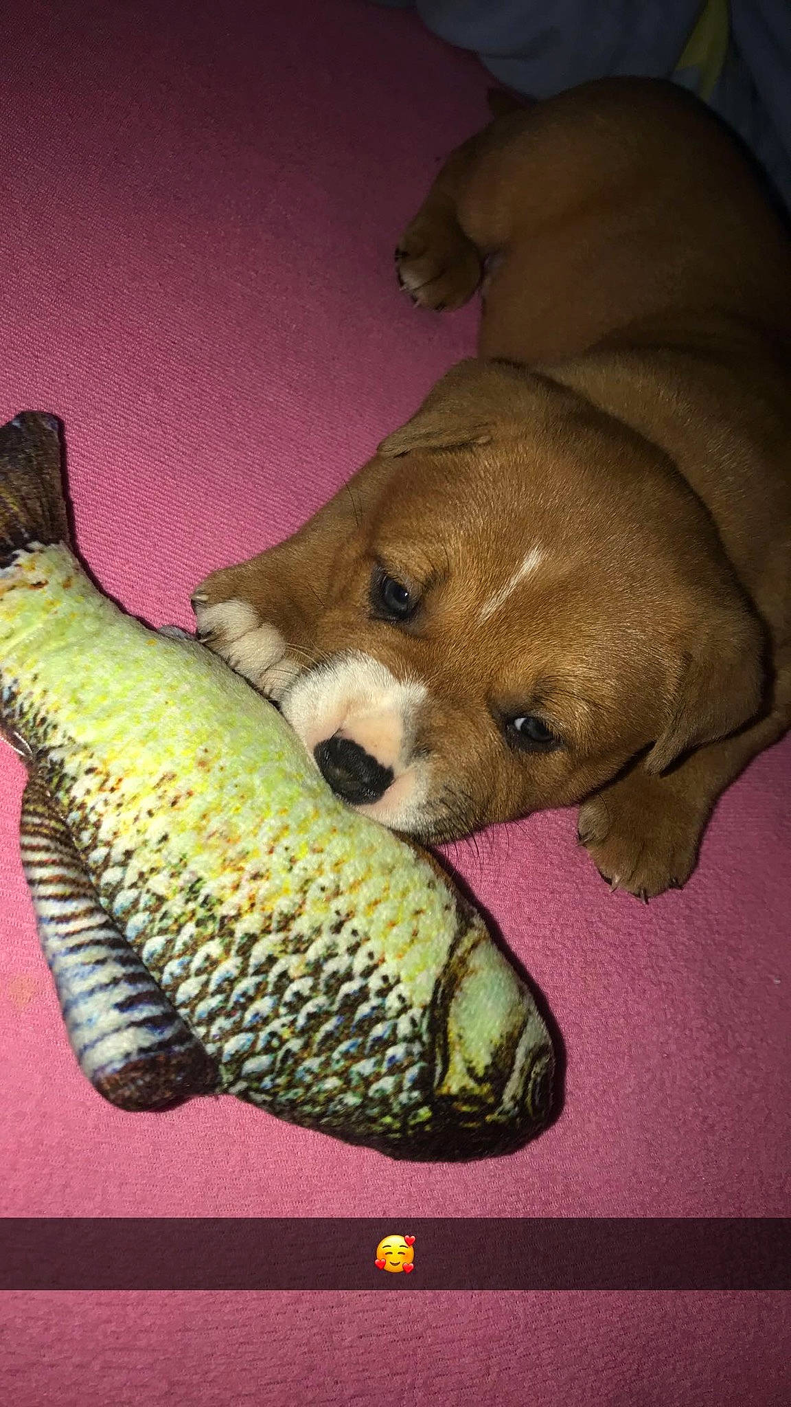 Akira a rejoint le concours — aidez-le/la à gagner de superbes lots ! claw, companion_dog, dog, dog_breed, fish, food, foot, fruit, fur, natural_foods, organism, paw, rectangle, seafood, snout, still_life_photography, tail, terrestrial_animal, vertebrate, whiskers