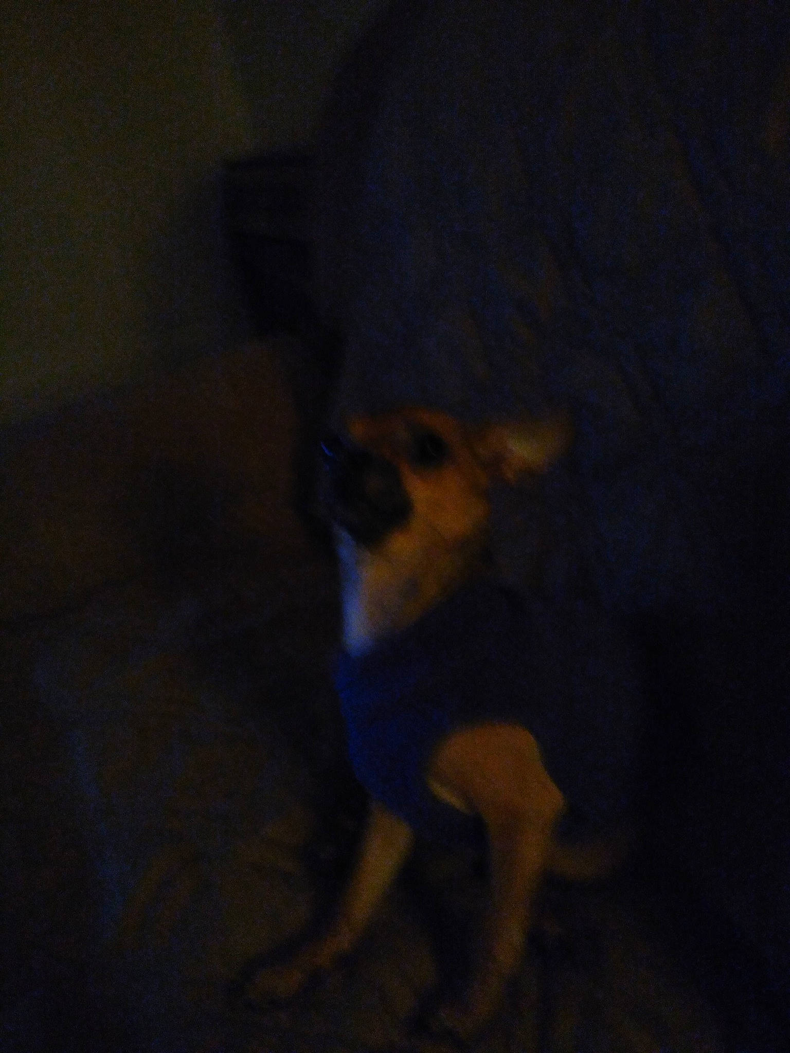 Tuco is registered to the contest to win money with this photo: black, canidae, carnivore, darkness, dog, dog_breed, ear, fawn, miniature_pinscher, night, nose, puppy, snout, sporting_group, toy_dog