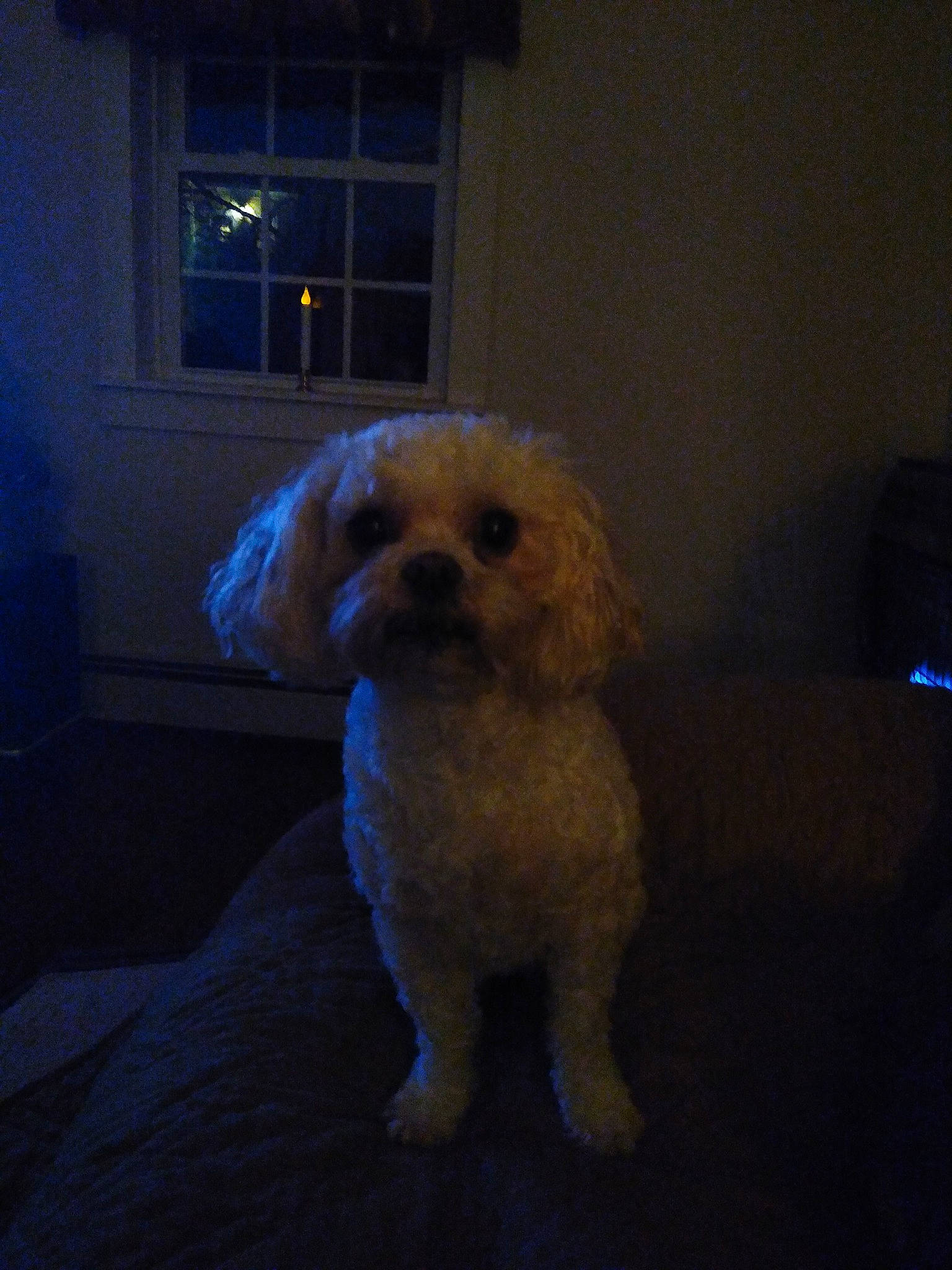 Piper joined the competition — help win amazing prizes! canidae, carnivore, cavachon, cavapoo, companion_dog, dog, dog_breed, eye, lhasa_apso, maltepoo, maltese, mammal, morkie, nose, poodle_crossbreed, puppy, schnoodle, shih_tzu, snout, vertebrate