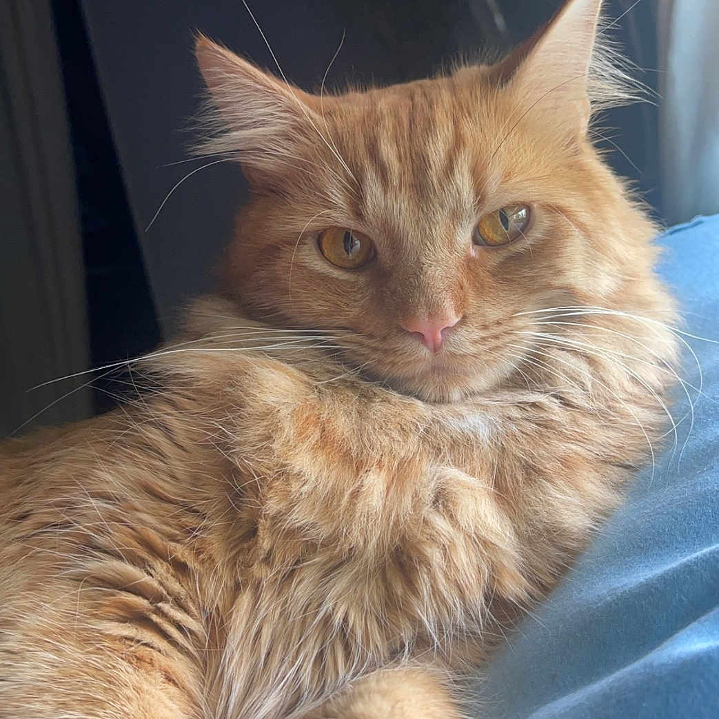 Mango is registered to the contest to win money with this photo: animal, blue_blanket, cat, close_up, cozy, cute, domestic_cat, ears, eyes, feline, fluffy, fur, ginger_cat, indoors, paws, pet, relaxed, resting, soft_light, whiskers