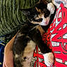 calico, cat, closeup, comfort, cozy, cute, fur, green_cushion, hand, indoor, kitten, nap, paw, person, pet, red, resting, sleeping, tshirt, whiskers