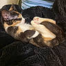 Violet joined the competition — help win amazing prizes! cat, kitten, calico, sleeping, curled_up, fluffy_blanket, cozy, pet, animal, cute, feline, resting, indoor, soft, fur, whiskers, paw, pink_paw_pads, striped, small